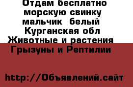 Отдам бесплатно морскую свинку, мальчик, белый - Курганская обл. Животные и растения » Грызуны и Рептилии   